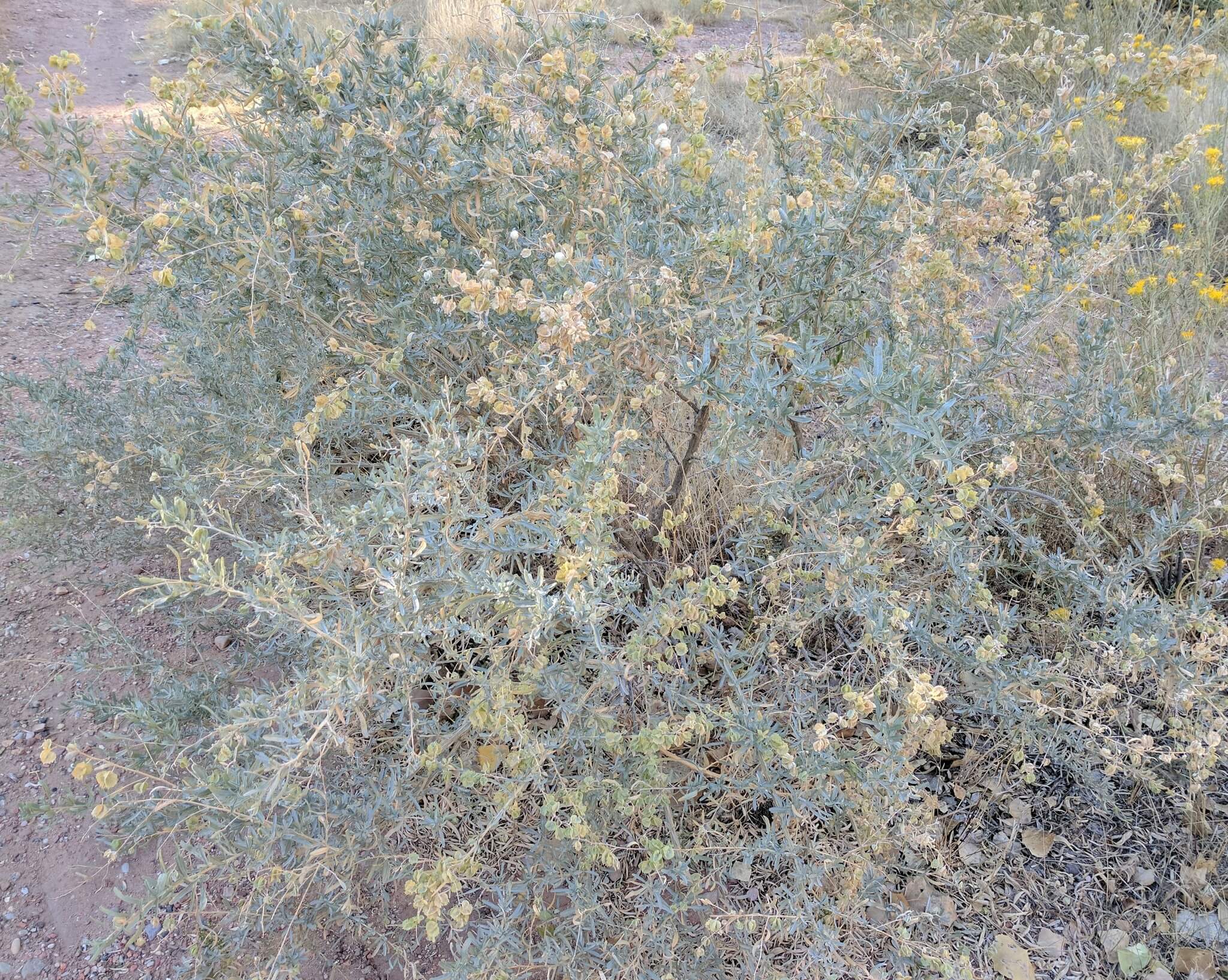 Atriplex canescens